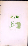 Antique Old Print Choelophora Tuberculosa 1847 British Plants Sowerby Smith