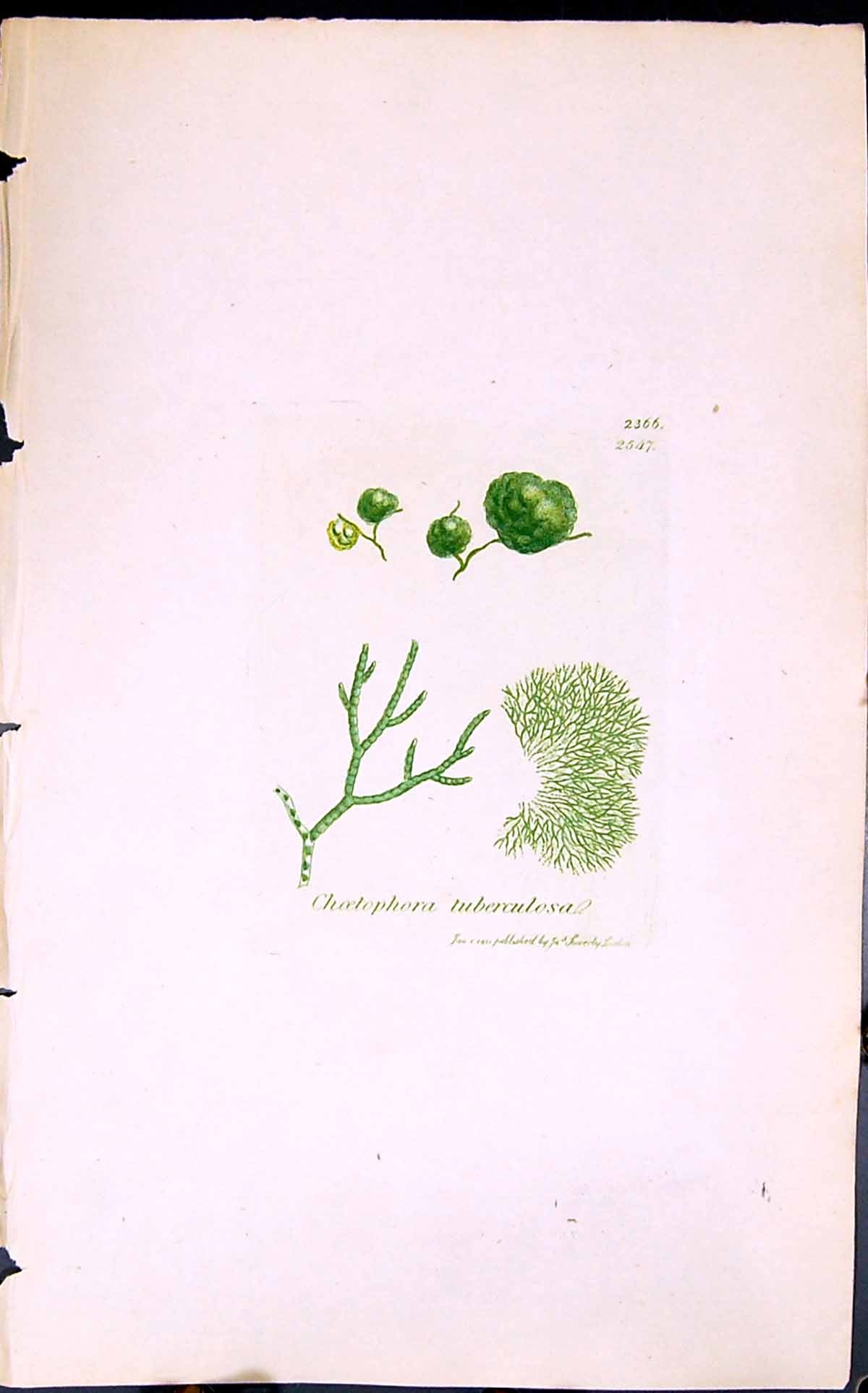 Antique Old Print Choelophora Tuberculosa 1847 British Plants Sowerby Smith