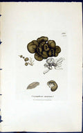 Antique Old Print Corynephora Marina 1847 British Plants Sowerby Smith Colour