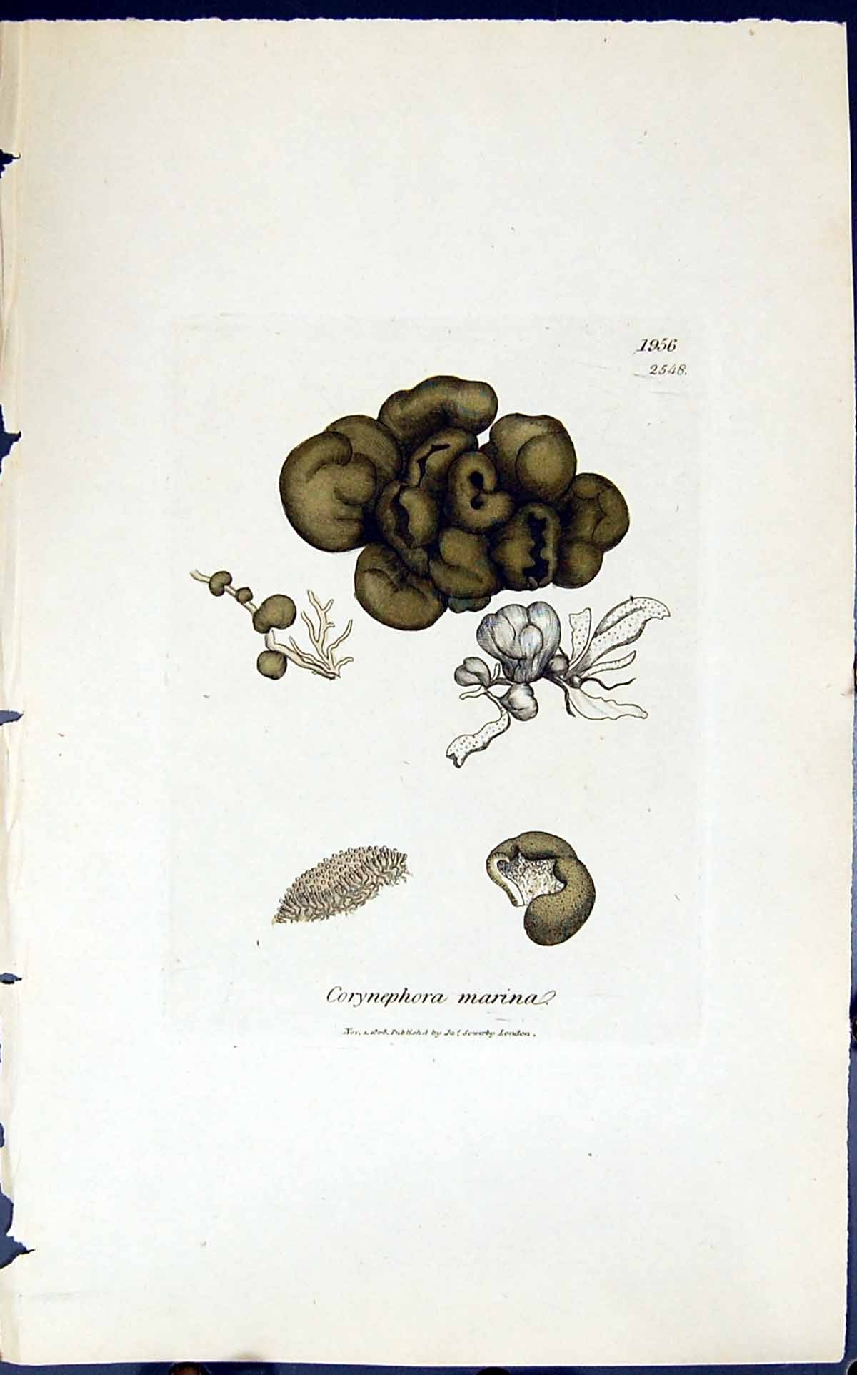 Antique Old Print Corynephora Marina 1847 British Plants Sowerby Smith Colour