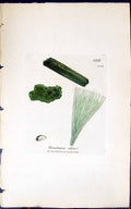 Old Antique Print Rivularia Atra 1847 British Plants Sowerby Smith Colour 19th