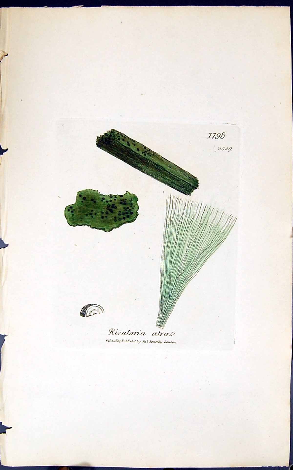 Old Antique Print Rivularia Atra 1847 British Plants Sowerby Smith Colour 19th