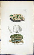 Antique Old Print Rivularia Calcarea 1847 British Plants Sowerby Smith Colour