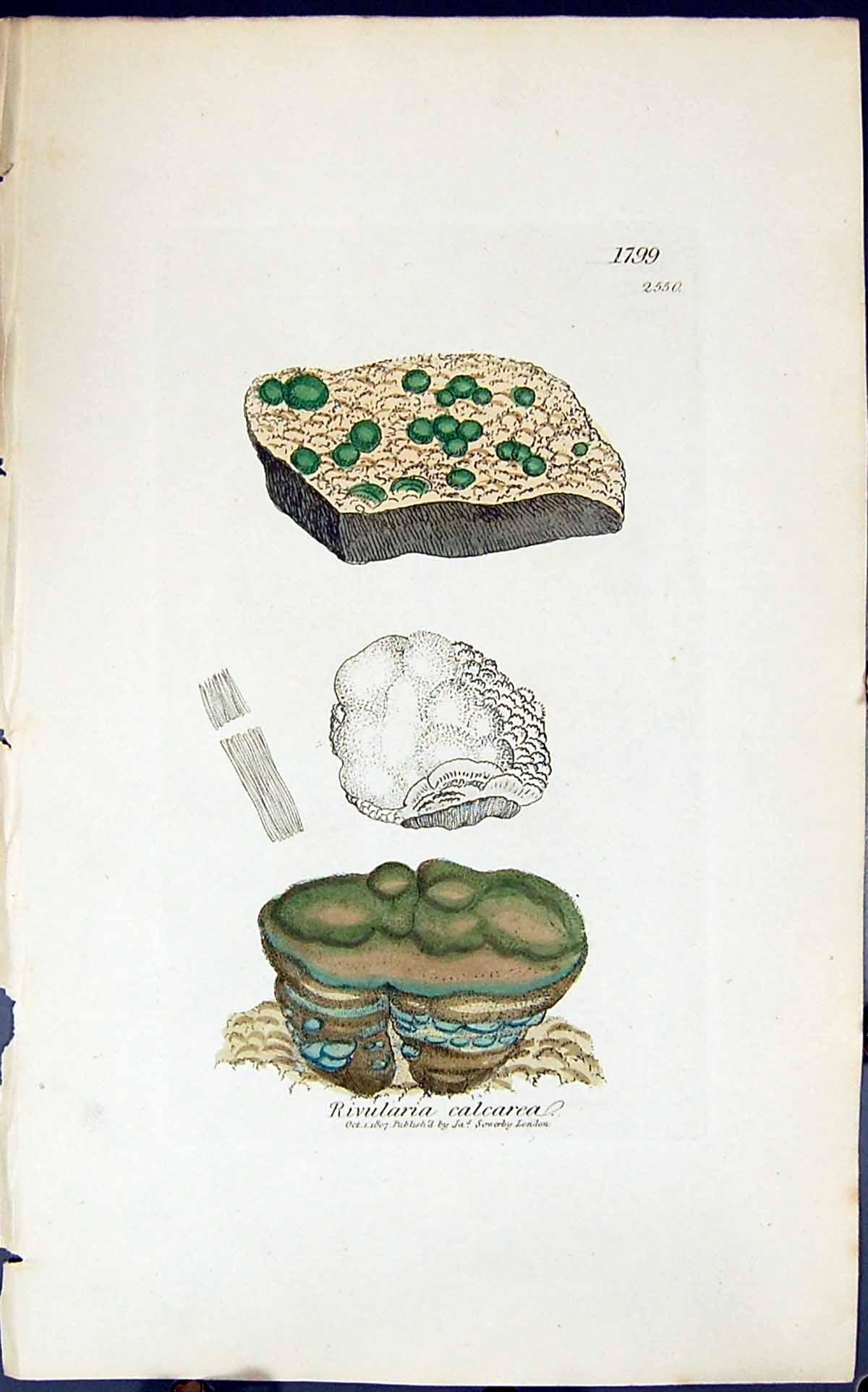Antique Old Print Rivularia Calcarea 1847 British Plants Sowerby Smith Colour