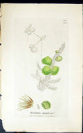 Antique Old Print Rivularia Angulosa 1847 British Plants Sowerby Smith Colour