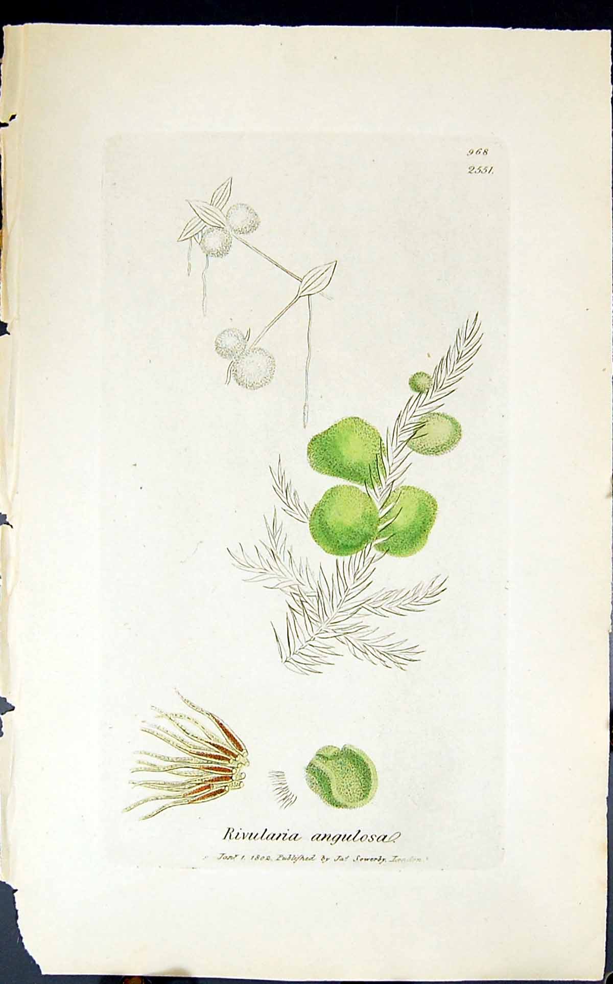 Antique Old Print Rivularia Angulosa 1847 British Plants Sowerby Smith Colour