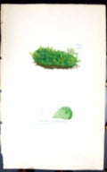 Antique Print Palmella Protuberans 1847 British Plants Sowerby Smith Colour