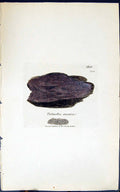 Antique Old Print Palmella Cruenta 1847 British Plants Sowerby Smith Colour