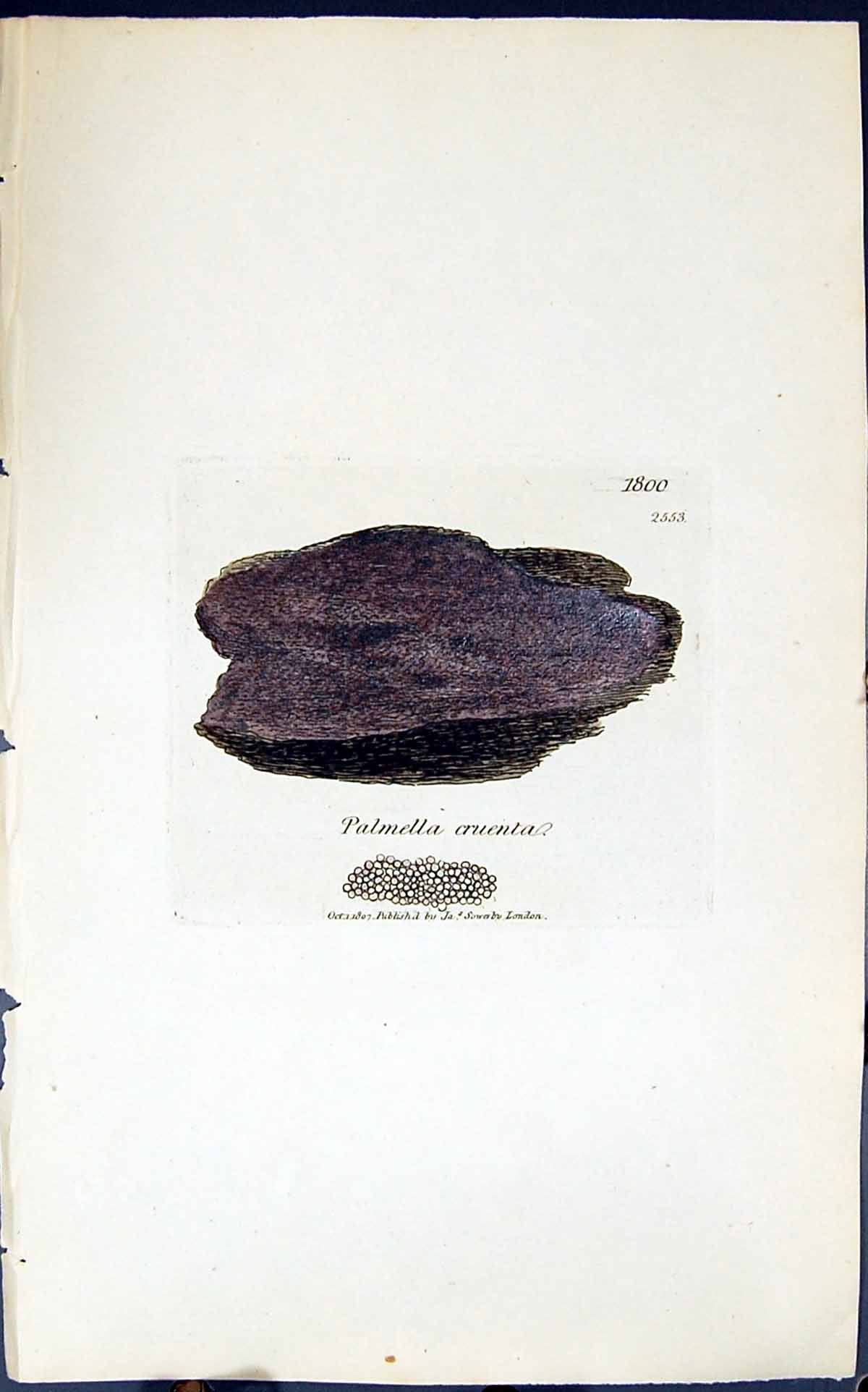 Antique Old Print Palmella Cruenta 1847 British Plants Sowerby Smith Colour