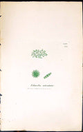 Antique Print Echinella Articulata 1847 British Plants Sowerby Smith Colour