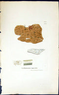 Old Print Scythymenia Rupestris 1847 British Plants Sowerby Smith Colour 19th