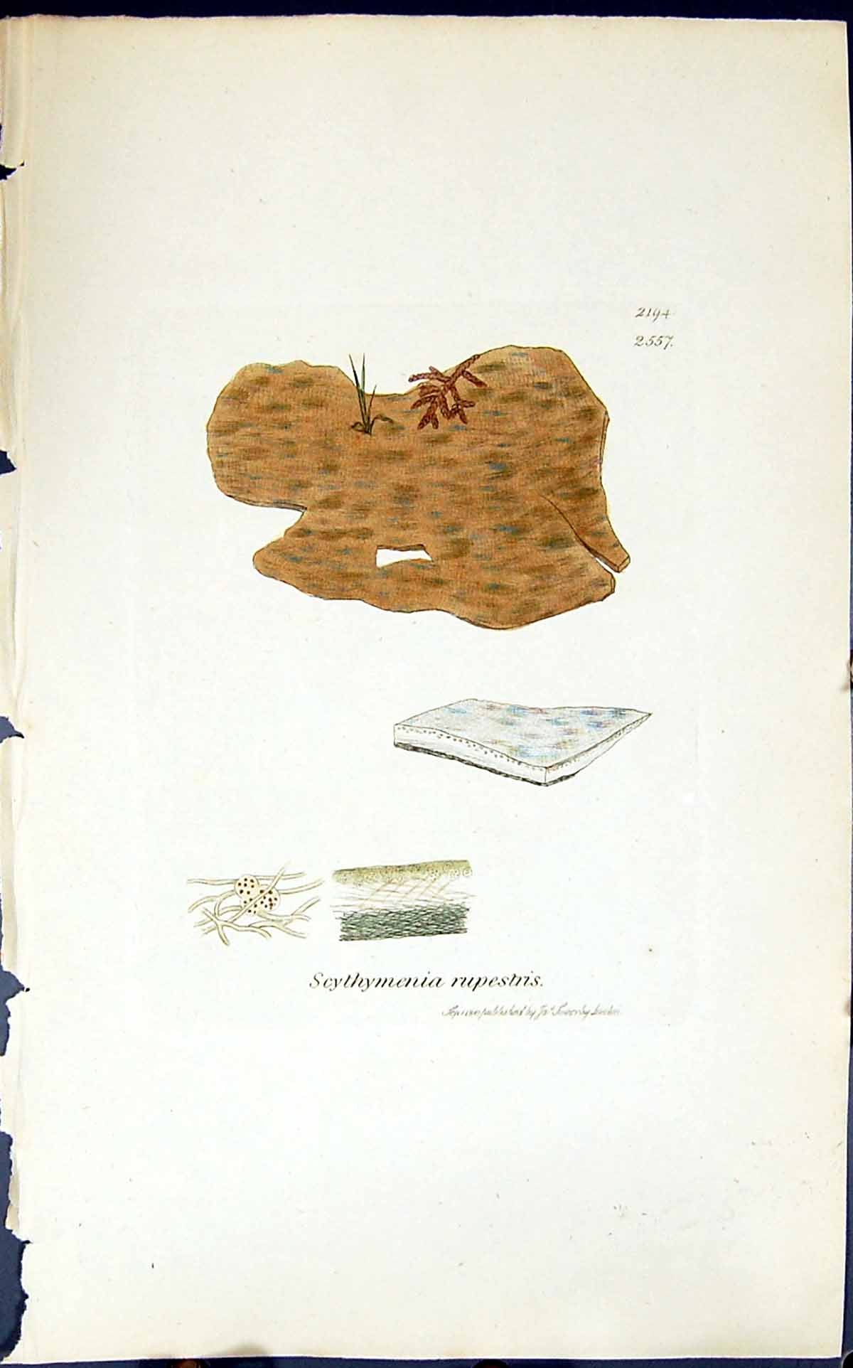Old Print Scythymenia Rupestris 1847 British Plants Sowerby Smith Colour 19th