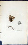Antique Old Print Meloseira Borreri 1847 British Plants Sowerby Smith Colour