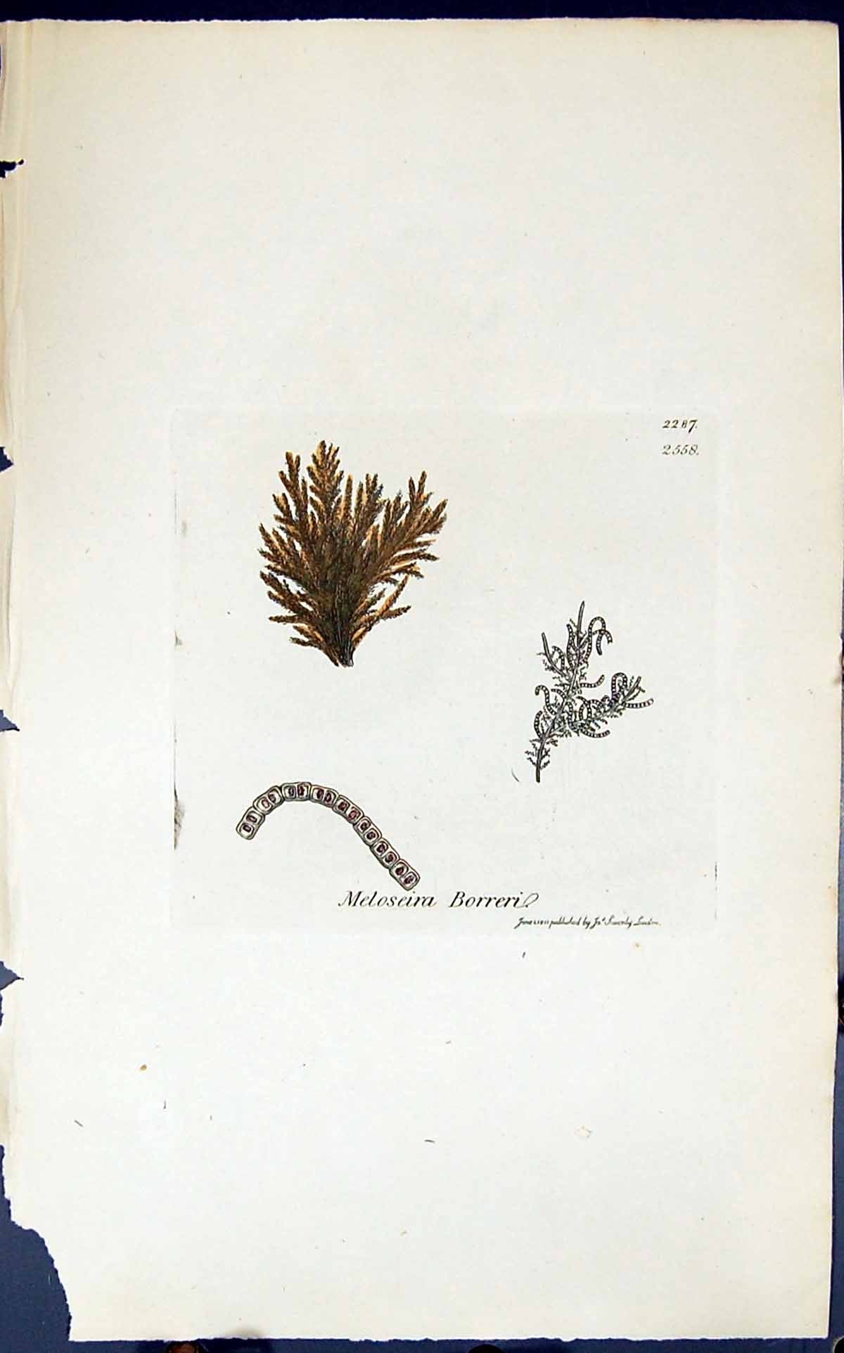 Antique Old Print Meloseira Borreri 1847 British Plants Sowerby Smith Colour