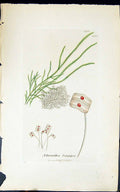 Antique Print Achnanthes Longipes 1847 British Plants Sowerby Smith Colour 19th