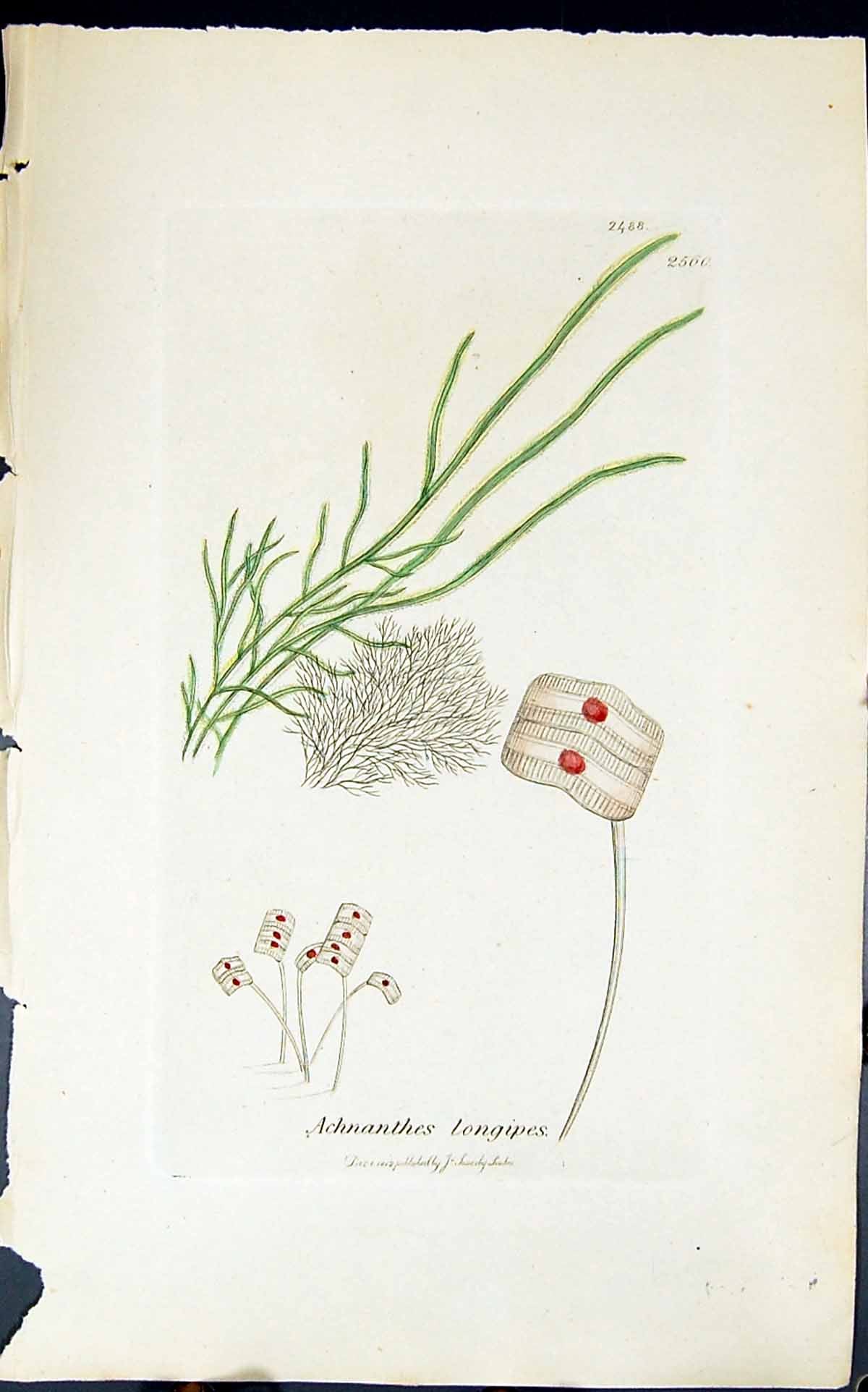 Antique Print Achnanthes Longipes 1847 British Plants Sowerby Smith Colour 19th