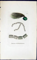Old Print Diatoma Biddulphianum 1847 British Plants Sowerby Smith Colour 19th