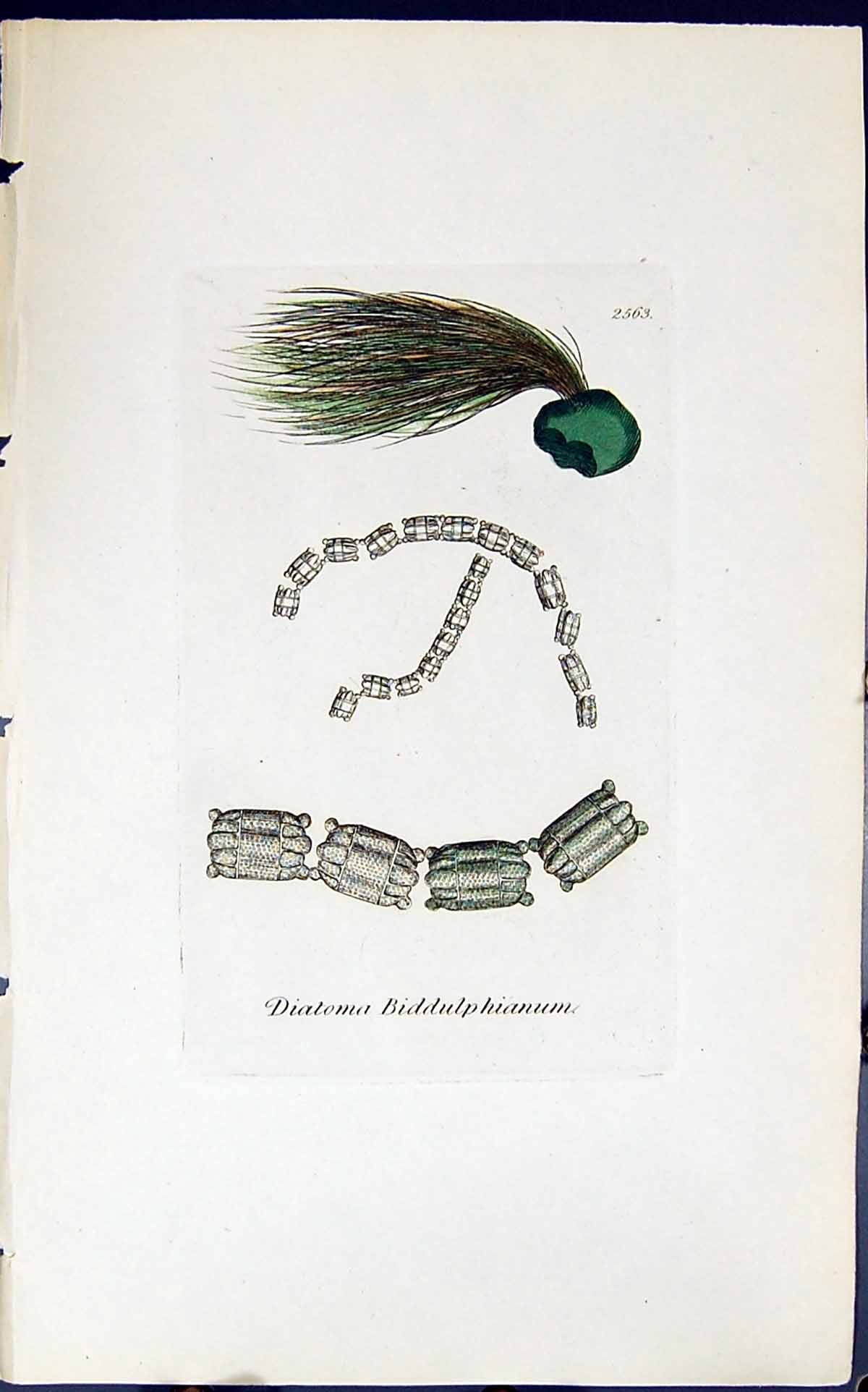 Old Print Diatoma Biddulphianum 1847 British Plants Sowerby Smith Colour 19th