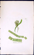Antique Old Print Diatoma Striatulum 1847 British Plants Sowerby Smith Colour