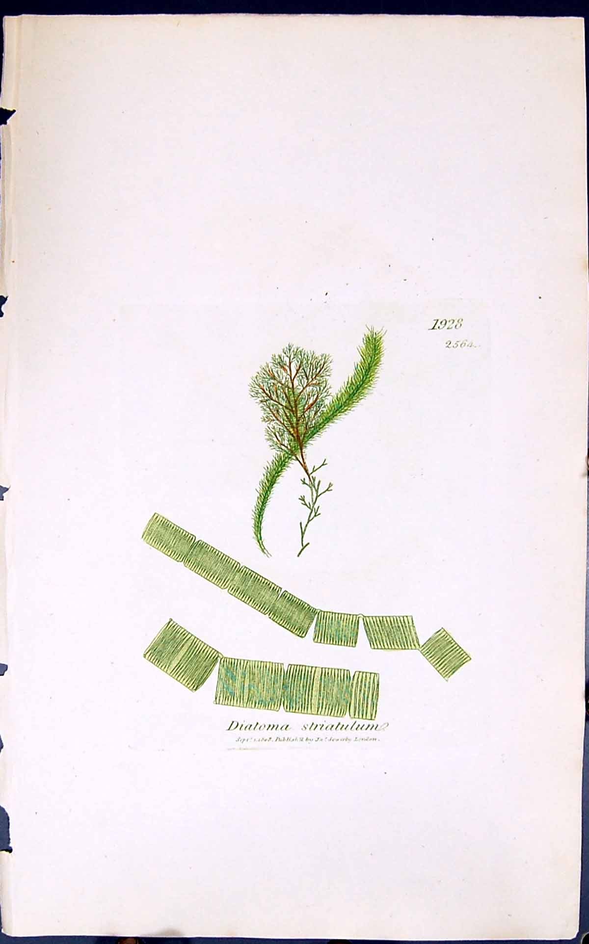 Antique Old Print Diatoma Striatulum 1847 British Plants Sowerby Smith Colour