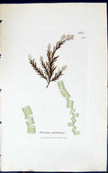 Antique Old Print Diatoma Marinum 1847 British Plants Sowerby Smith Colour 19th
