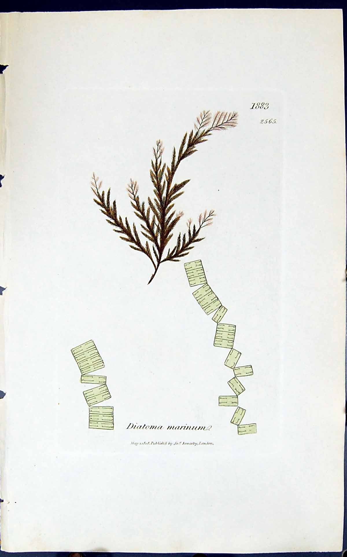 Antique Old Print Diatoma Marinum 1847 British Plants Sowerby Smith Colour 19th