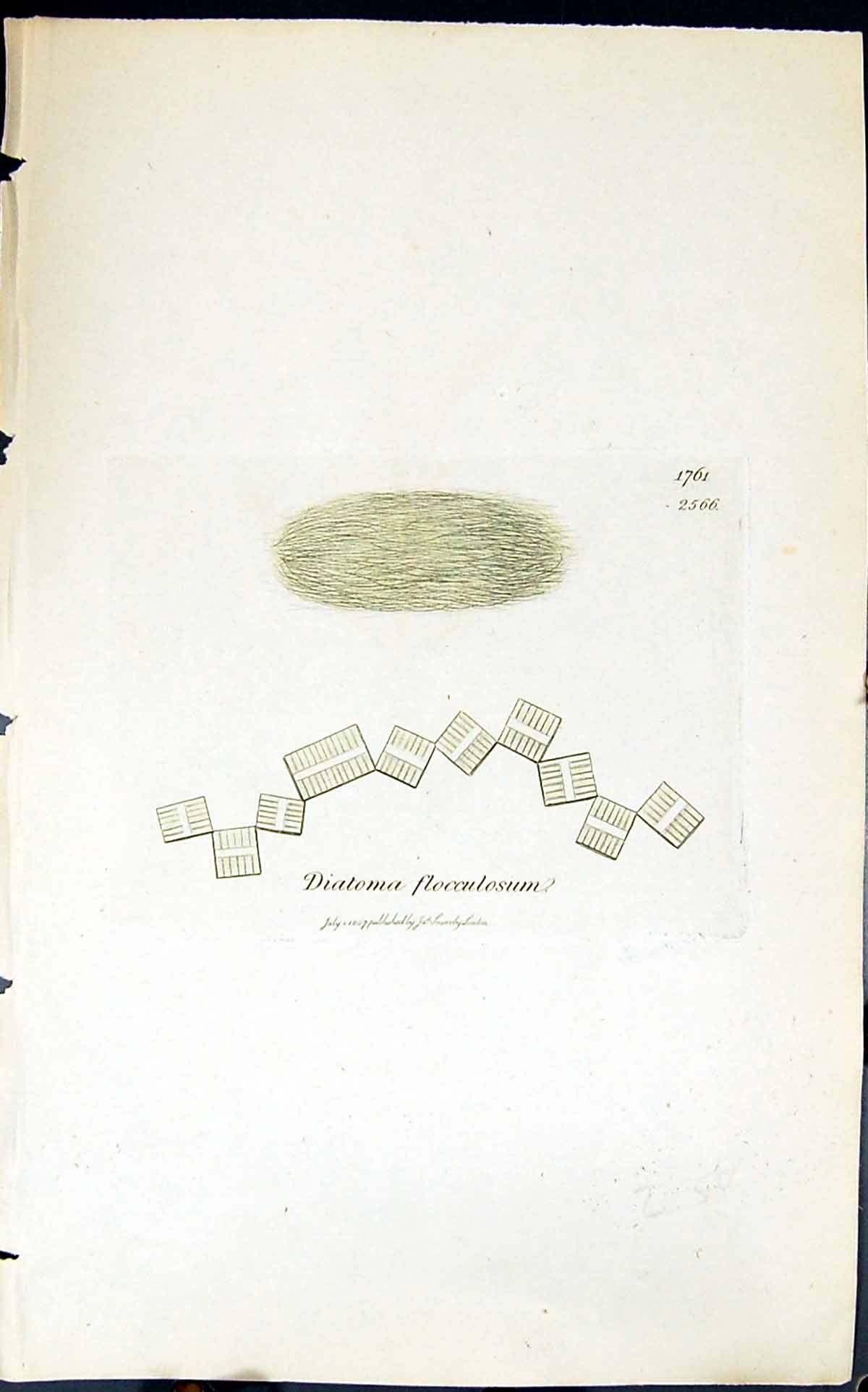 Antique Print Diatoma Flocculosum 1847 British Plants Sowerby Smith Colour 19th