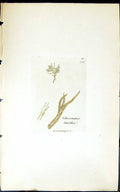 Antique Old Print Schizonema Smithii 1847 British Plants Sowerby Smith Colour