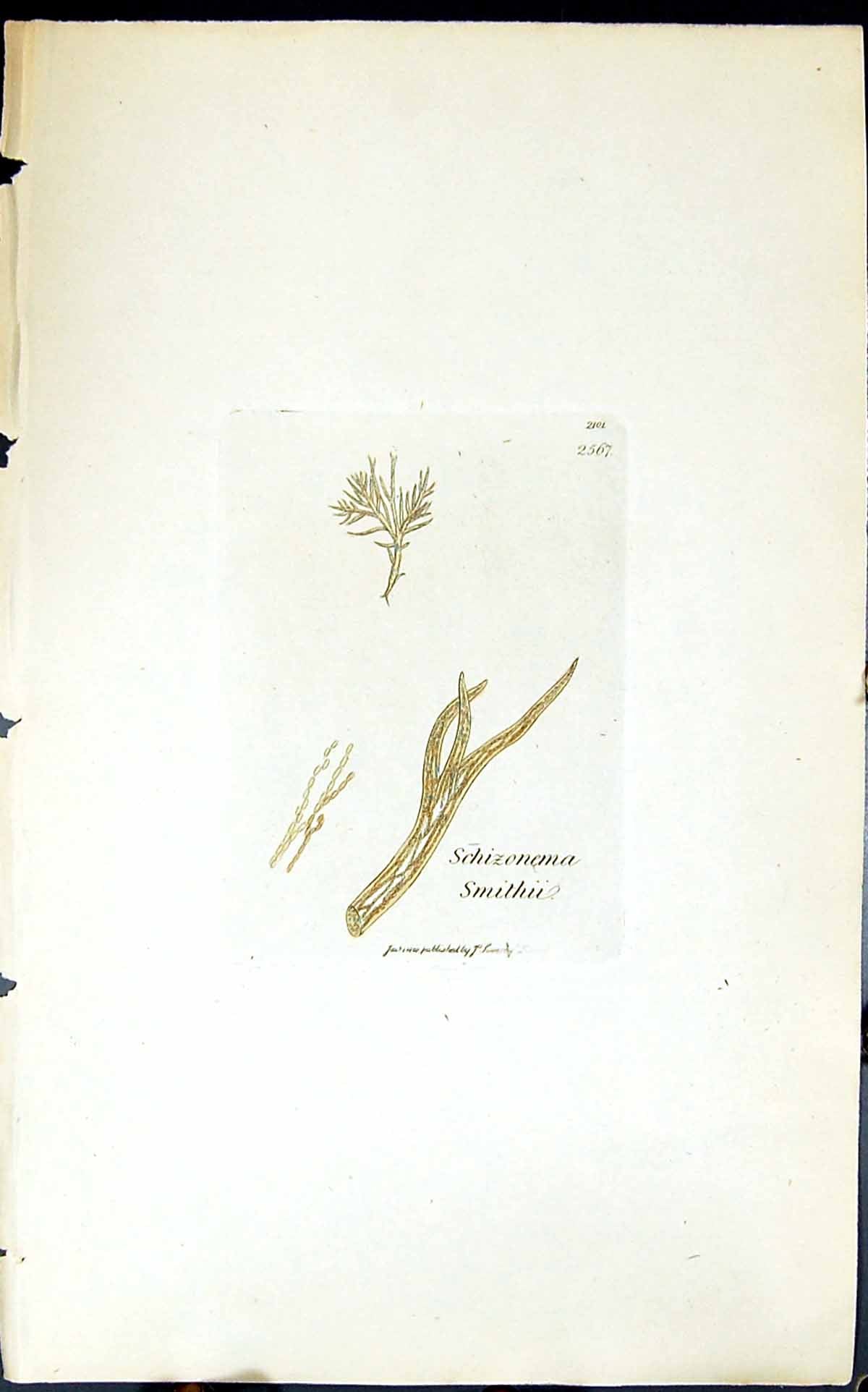 Antique Old Print Schizonema Smithii 1847 British Plants Sowerby Smith Colour
