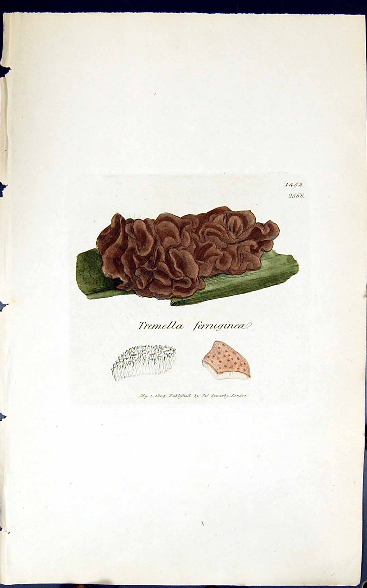 Antique Print Tremella Ferruginea 1847 British Plants Sowerby Smith Colour 19th