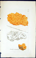 Antique Print Tremella Mesenterica 1847 British Plants Sowerby Smith Colour
