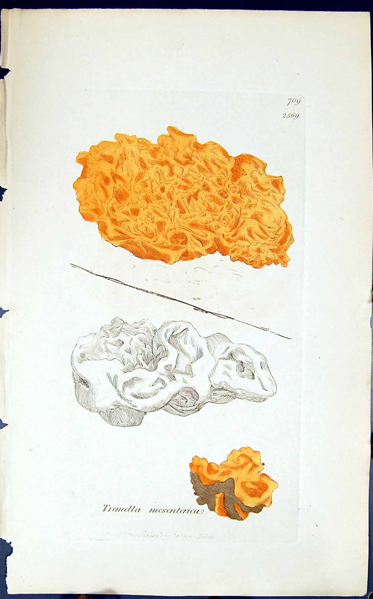 Antique Print Tremella Mesenterica 1847 British Plants Sowerby Smith Colour