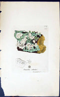 Antique Old Print Tremella Albida 1847 British Plants Sowerby Smith Colour 19th