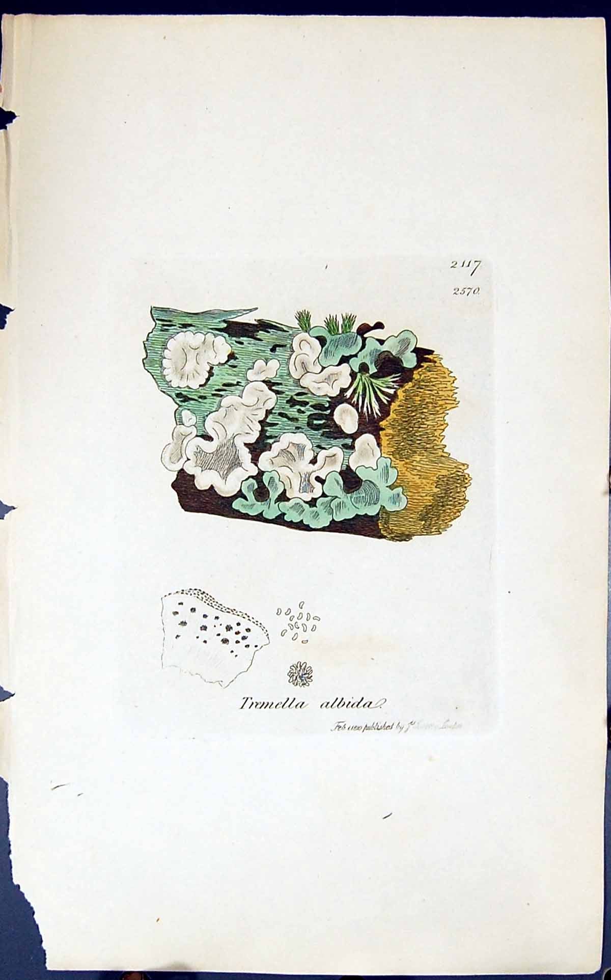 Antique Old Print Tremella Albida 1847 British Plants Sowerby Smith Colour 19th