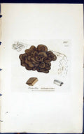 Antique Print Tremella Intumescens 1847 British Plants Sowerby Smith Colour