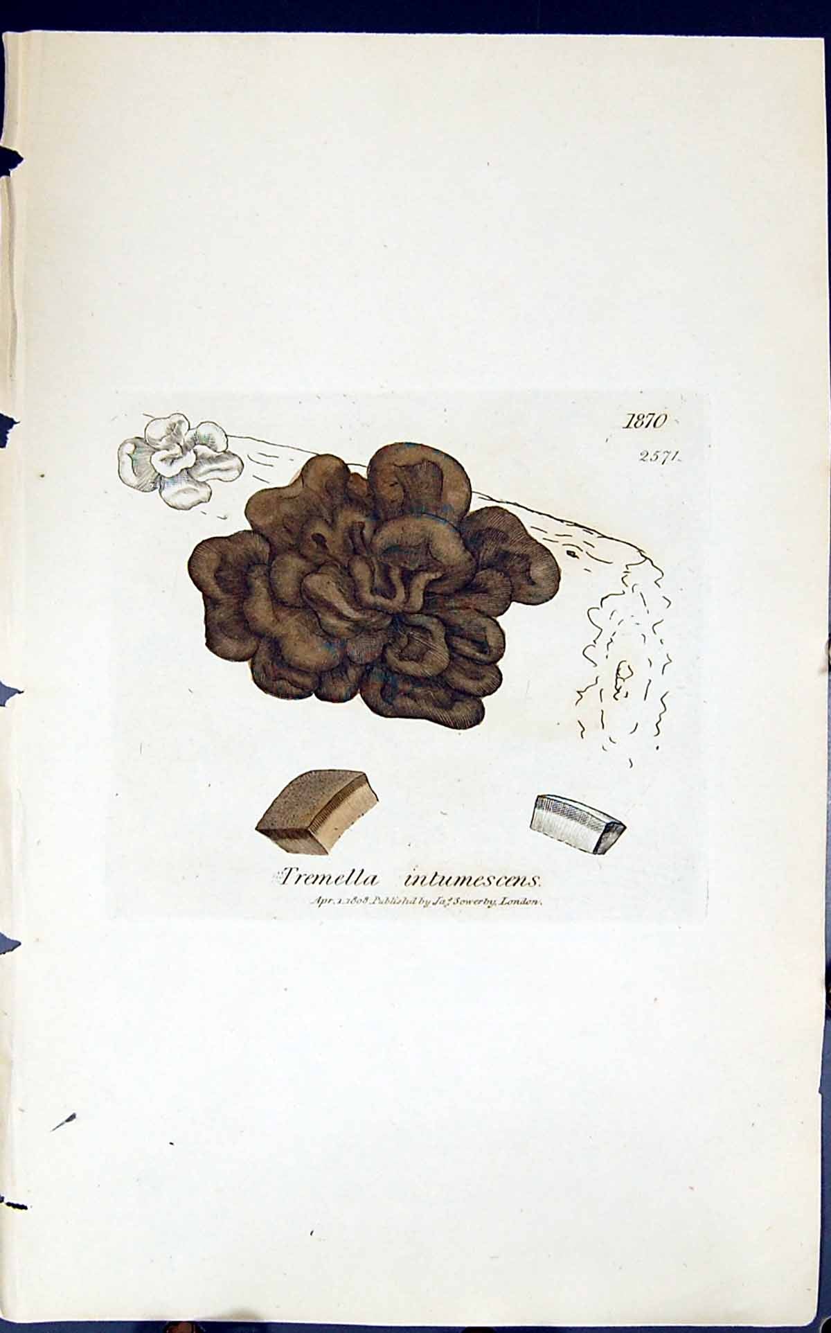 Antique Print Tremella Intumescens 1847 British Plants Sowerby Smith Colour