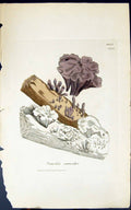 Old Print Dacrymyces Moniformis 1847 British Plants Sowerby Smith Colour 19th