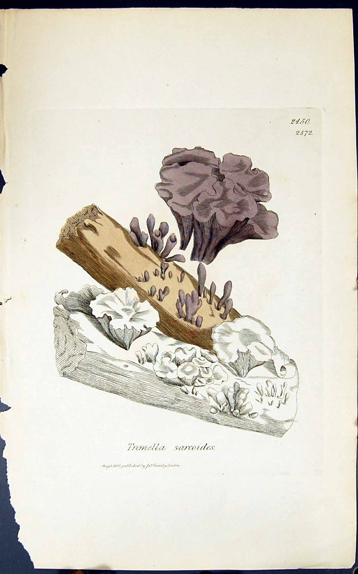 Old Print Dacrymyces Moniformis 1847 British Plants Sowerby Smith Colour 19th