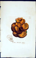 Old Print Exidia Auricula Judoe 1847 British Plants Sowerby Smith Colour 19th