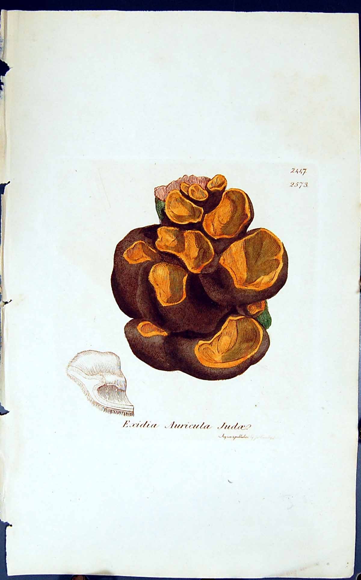 Old Print Exidia Auricula Judoe 1847 British Plants Sowerby Smith Colour 19th