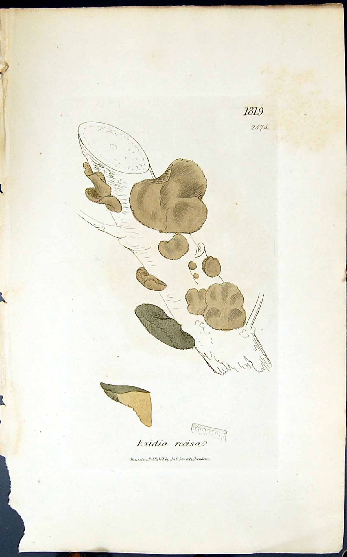 Old Antique Print Exidia Recisa 1847 British Plants Sowerby Smith Colour 19th