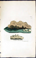 Antique Old Print Exidia Glandulosa 1847 British Plants Sowerby Smith Colour