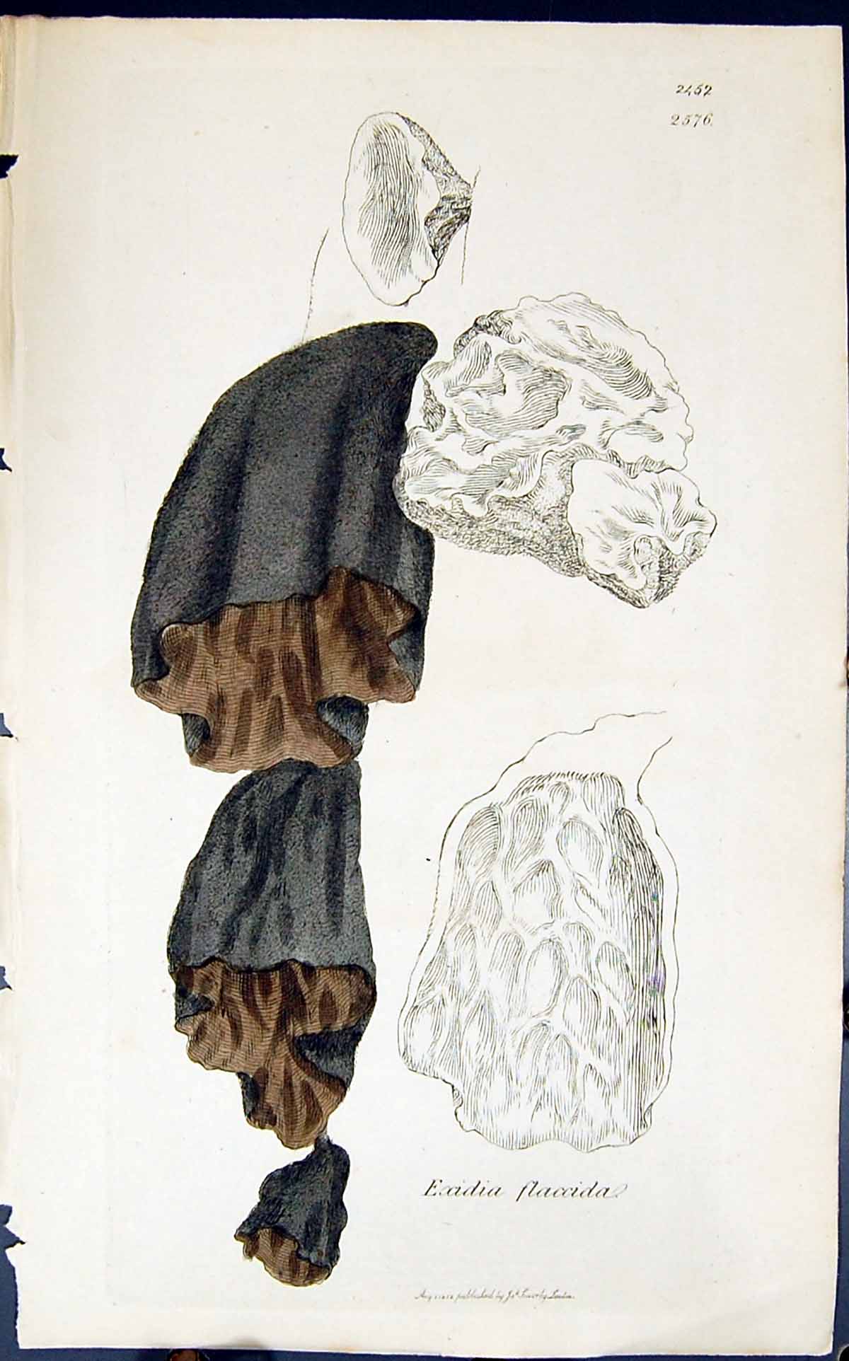 Antique Old Print Exidia Flaccida 1847 British Plants Sowerby Smith Colour 19th