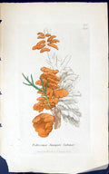 Antique Old Print Podisoma Juniperi Sabinoe 1847 British Plants Sowerby Smith