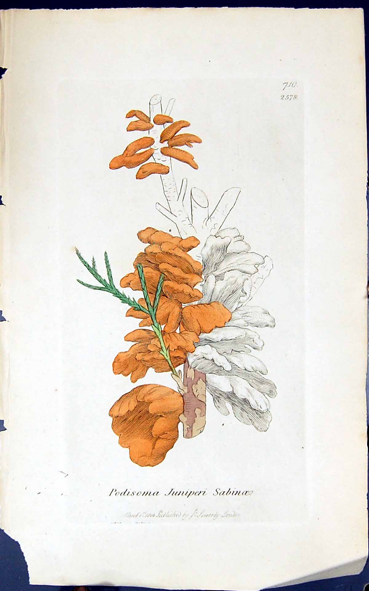 Antique Old Print Podisoma Juniperi Sabinoe 1847 British Plants Sowerby Smith