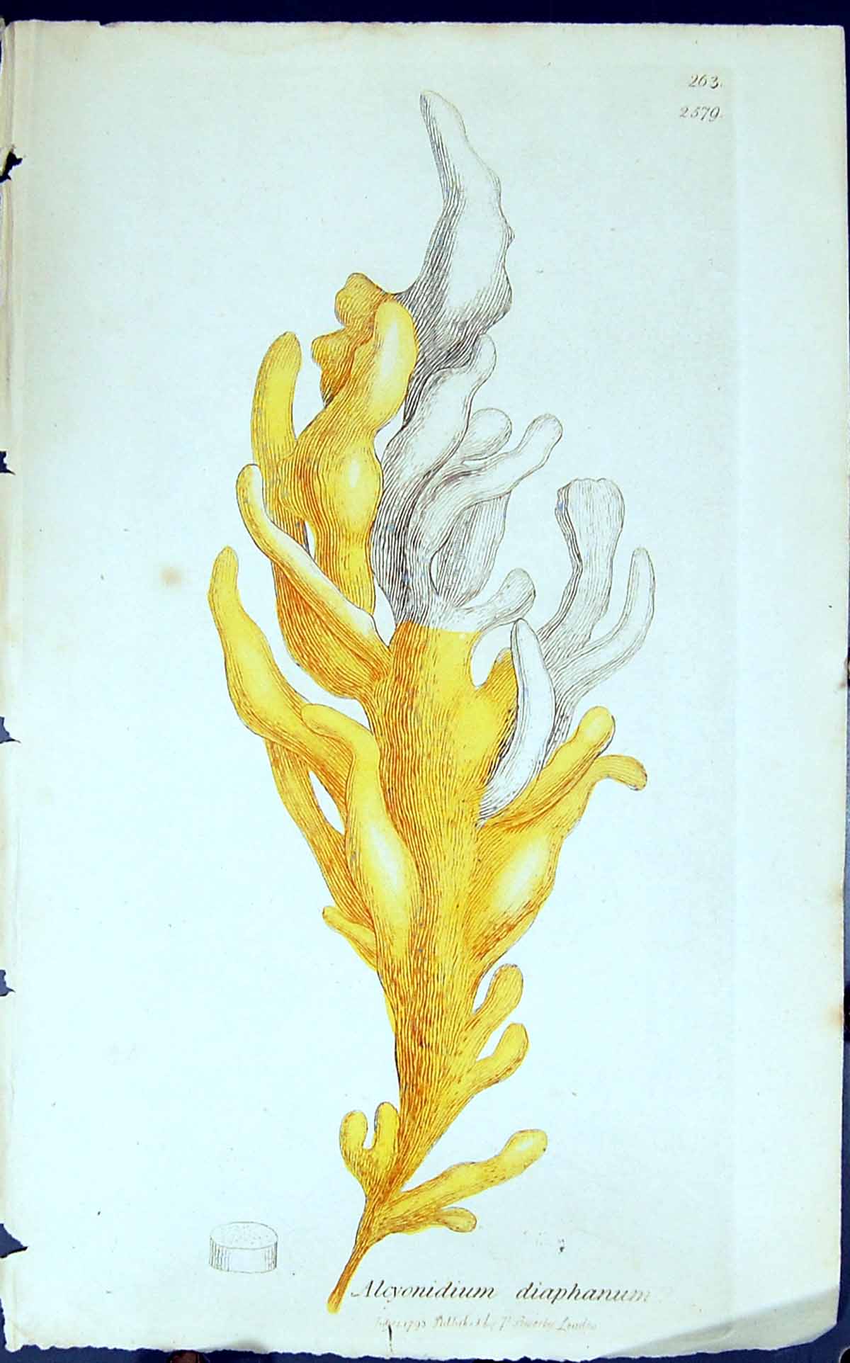 Old Print Alcyonidium Diaphanum 1847 British Plants Sowerby Smith Colour 19th