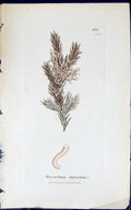 Old Print Alcyonidium Defractum 1847 British Plants Sowerby Smith Colour 19th