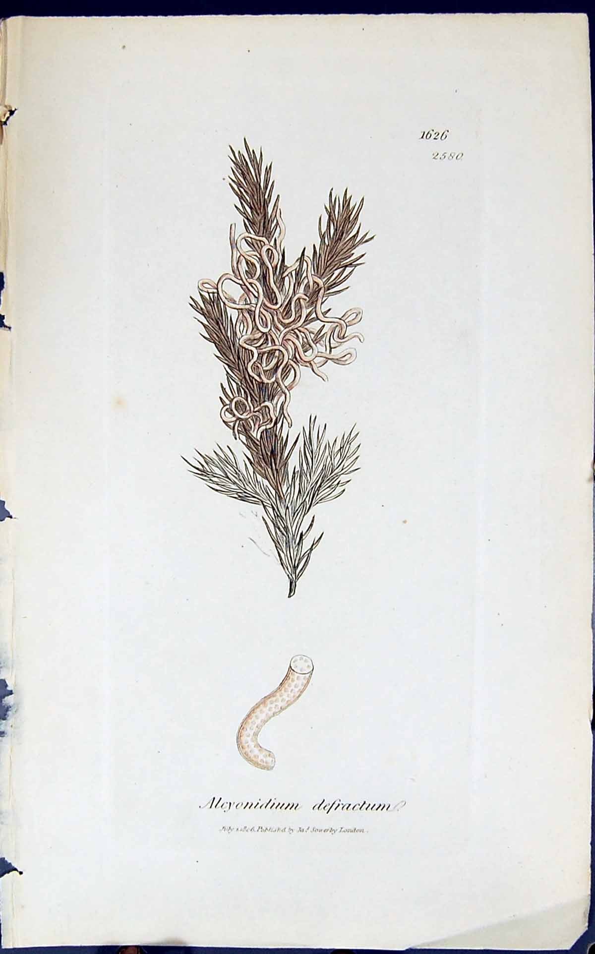 Old Print Alcyonidium Defractum 1847 British Plants Sowerby Smith Colour 19th