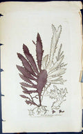 Antique Old Print Rhodomenia Ciliata 1847 British Plants Sowerby Smith Colour