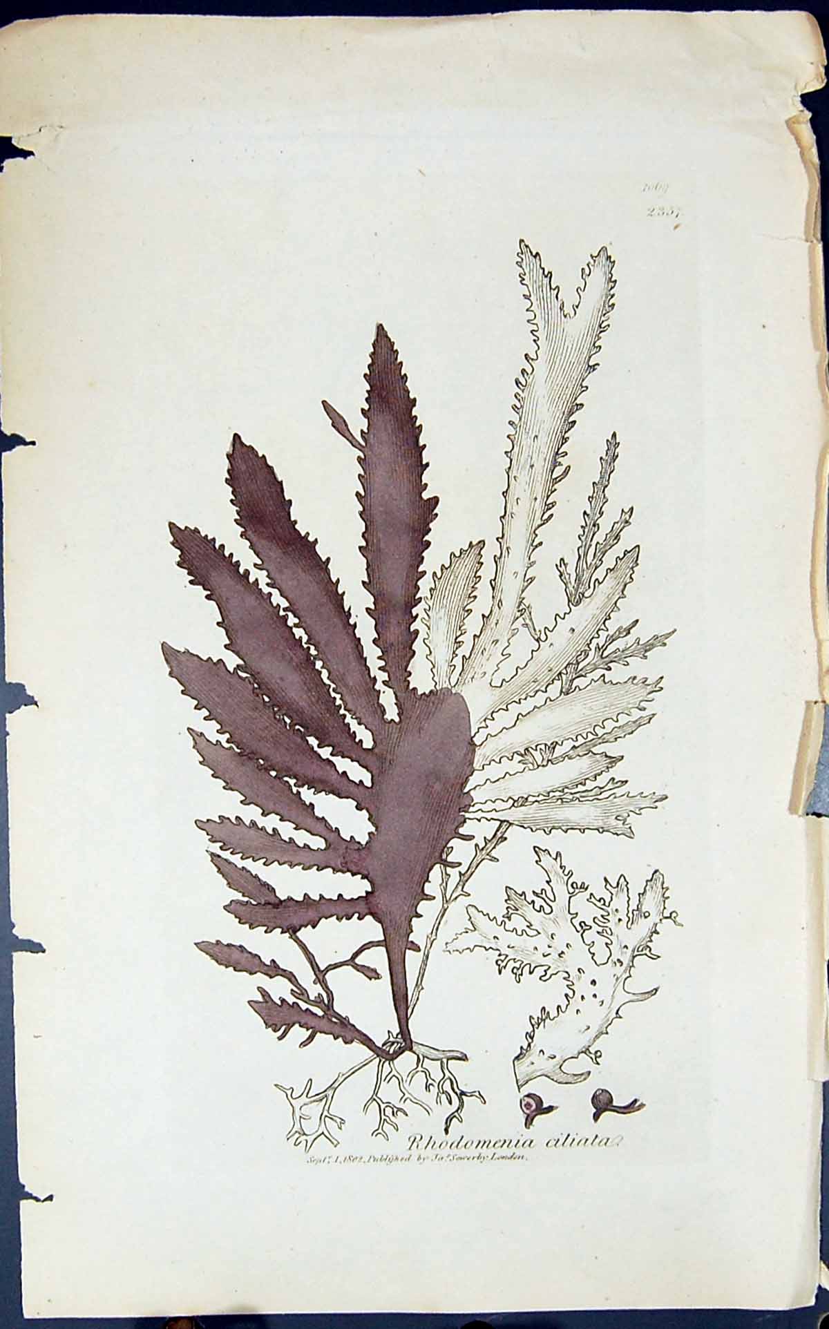 Antique Old Print Rhodomenia Ciliata 1847 British Plants Sowerby Smith Colour